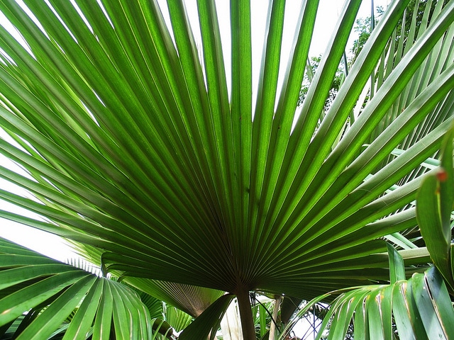 Pritchardia minor