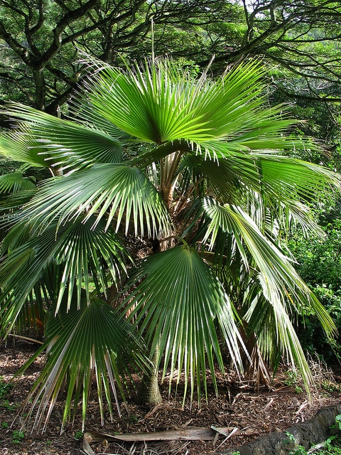 Pritchardia minor