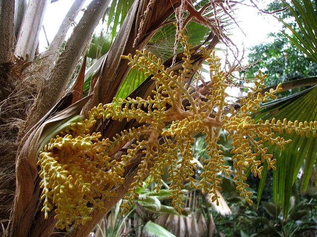 Pritchardia minor