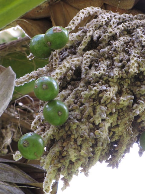 Pritchardia munroi