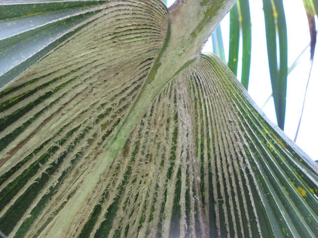 Pritchardia munroi