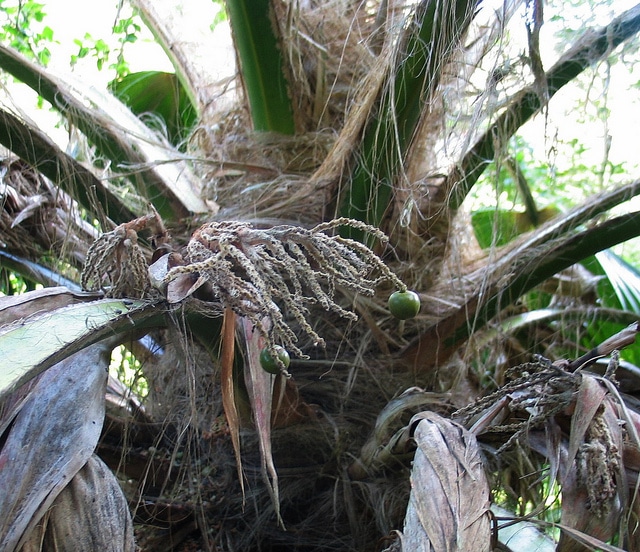 Pritchardia munroi