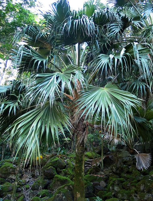Pritchardia munroi
