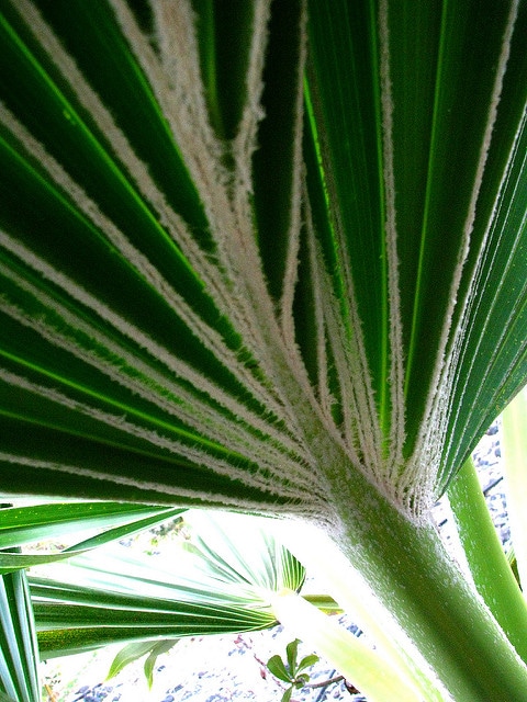 Pritchardia munroi