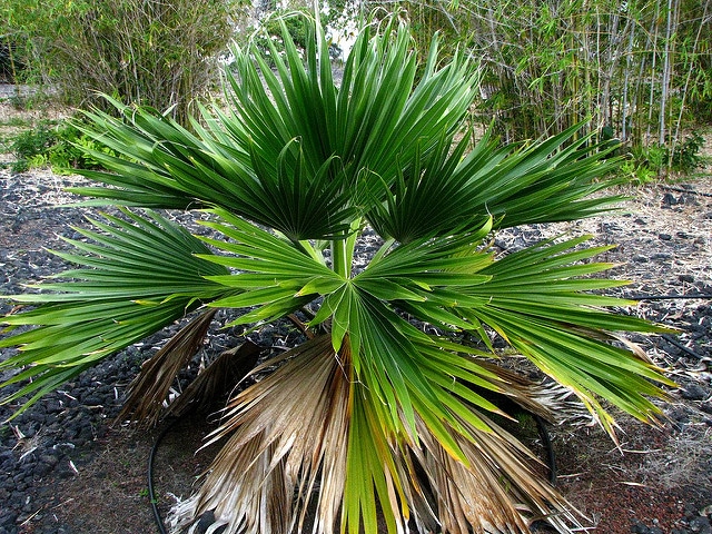 Pritchardia munroi