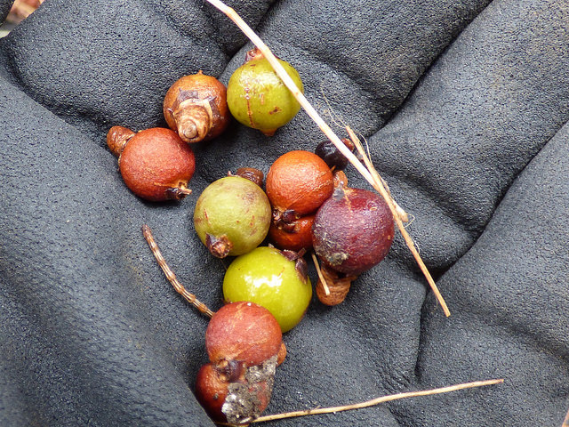 Pritchardia pacifica