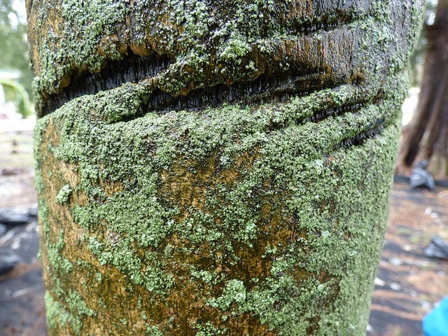Pritchardia pacifica
