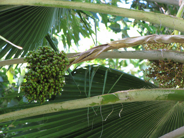 Pritchardia pacifica