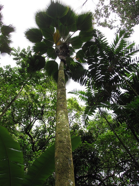 Pritchardia pacifica