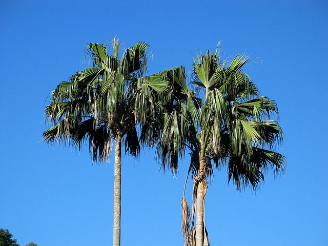 Pritchardia remota
