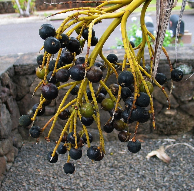 Pritchardia remota