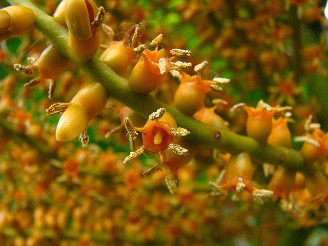 Pritchardia remota