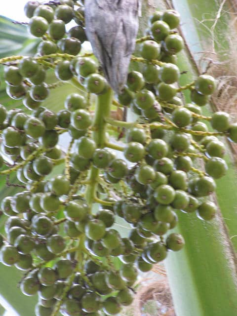 Pritchardia schattaueri