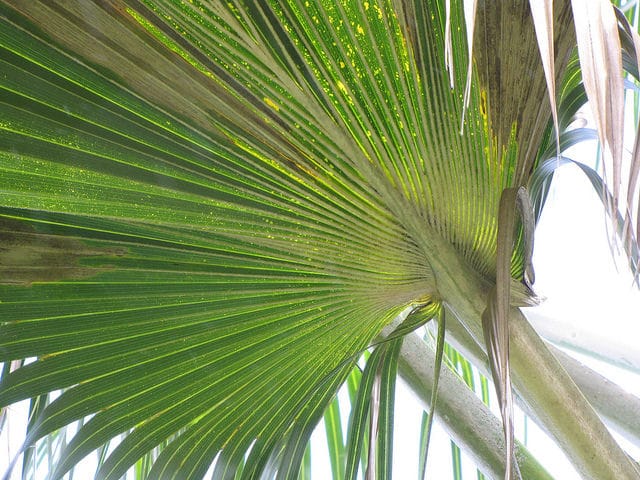 Pritchardia schattaueri