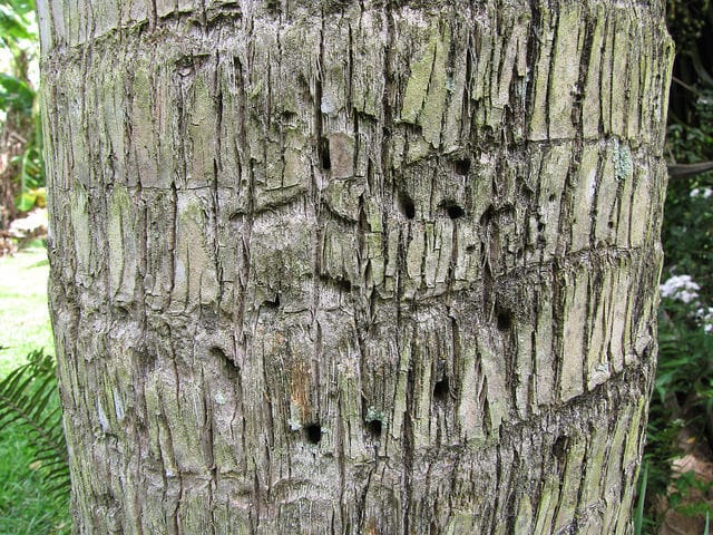 Pritchardia schattaueri