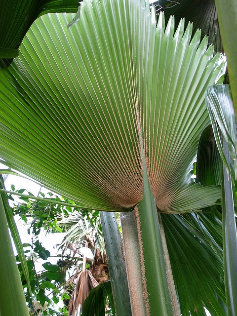Pritchardia schattaueri