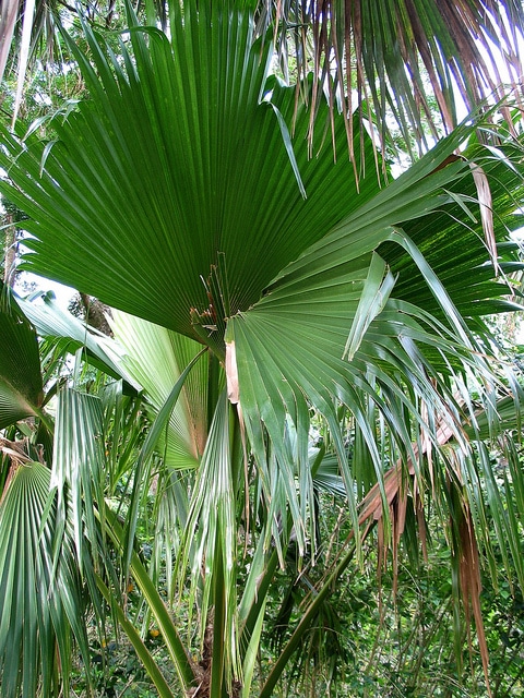 Pritchardia schattaueri