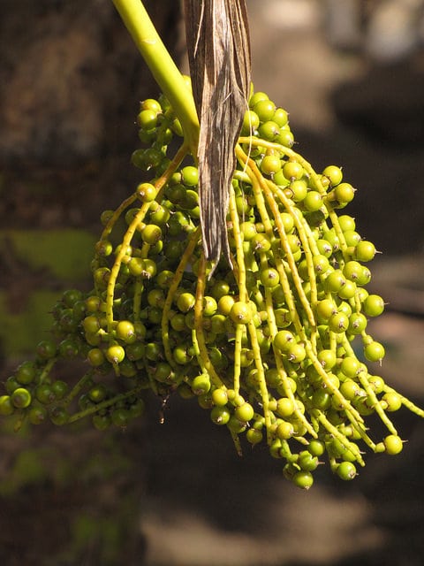 Pritchardia thurstonii