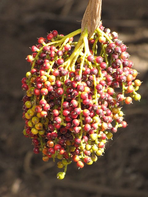 Pritchardia thurstonii