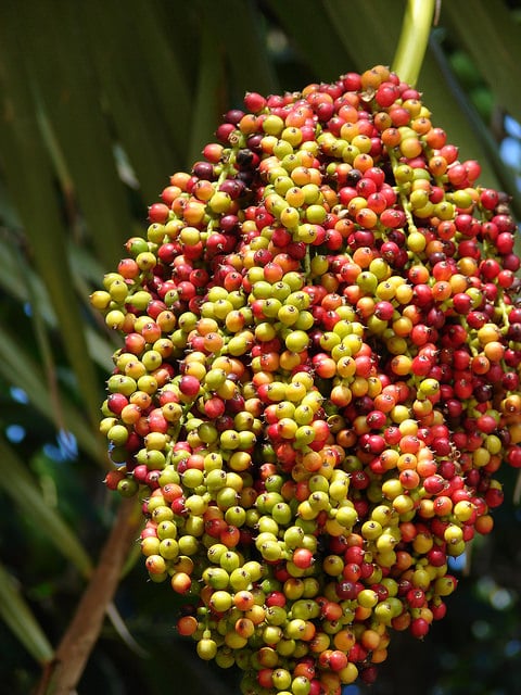 Pritchardia thurstonii