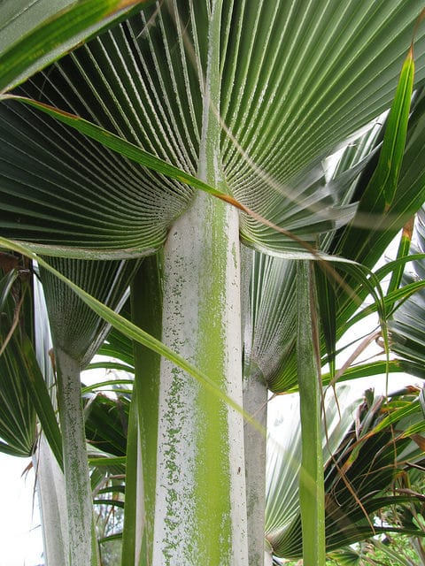 Pritchardia thurstonii