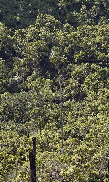 Pritchardia waialealeana