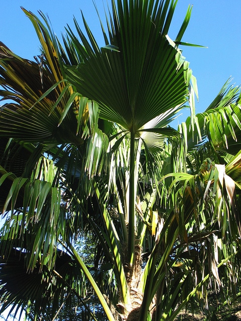 Pritchardia waialealeana