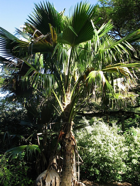 Pritchardia waialealeana