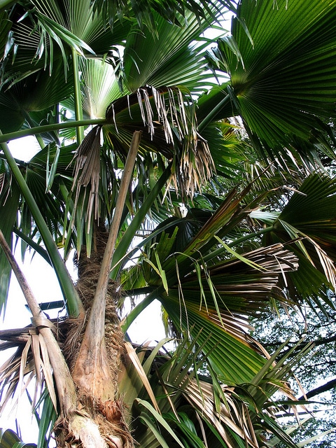 Pritchardia waialealeana