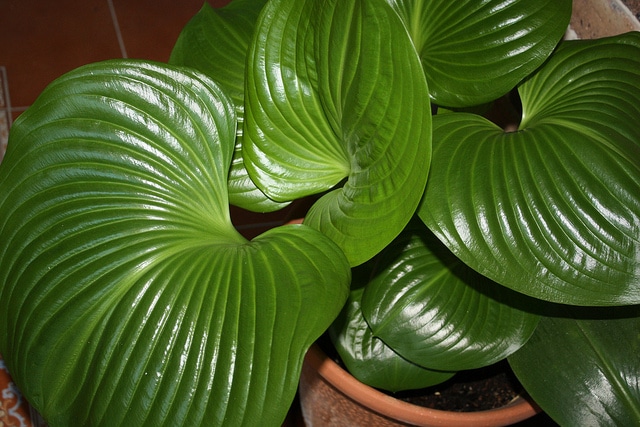 Proiphys ambionensis (Proiphys amboinensis)