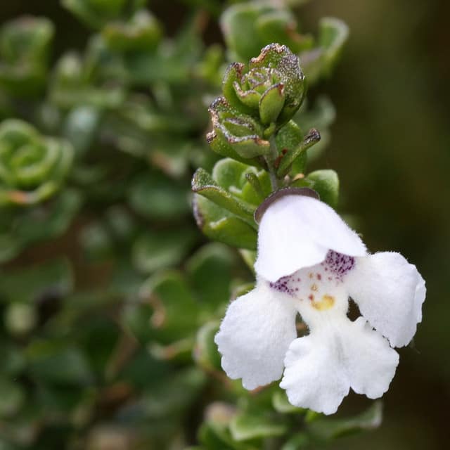 Menthe australienne (Prostanthera cuneata)