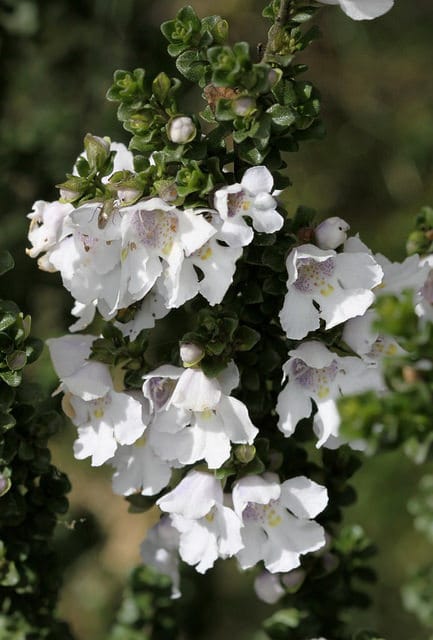 Menthe australienne