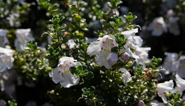 Menthe australienne