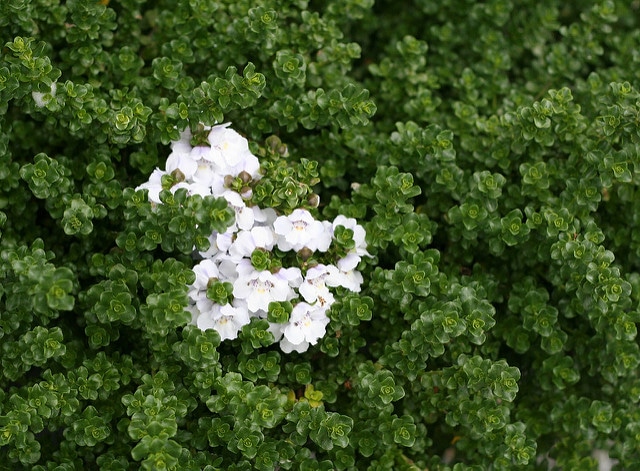 Menthe australienne
