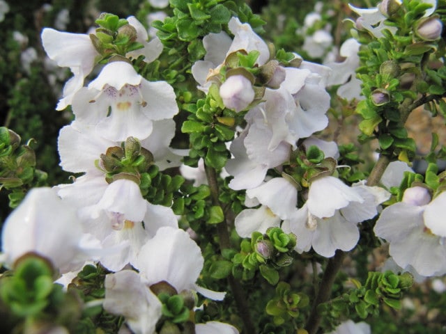 Menthe australienne