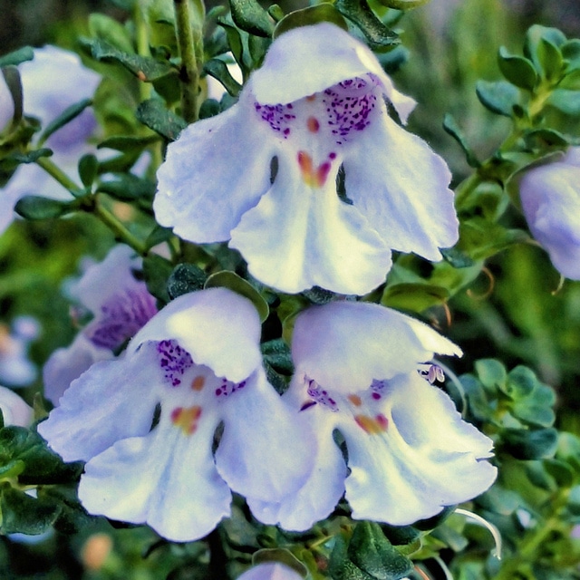 Menthe australienne
