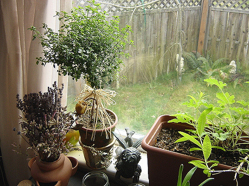 Prostanthera rotundifolia