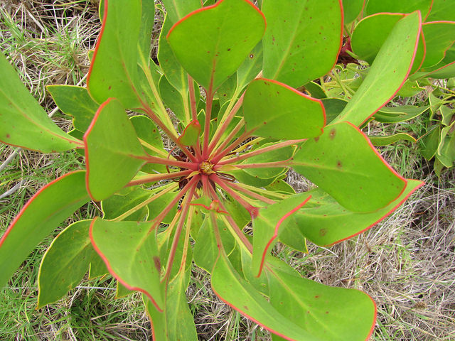 Protée royale (Protea cynaroides)