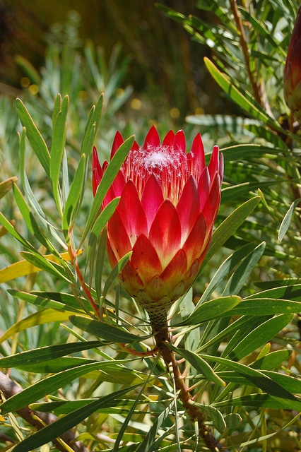 Protea repens