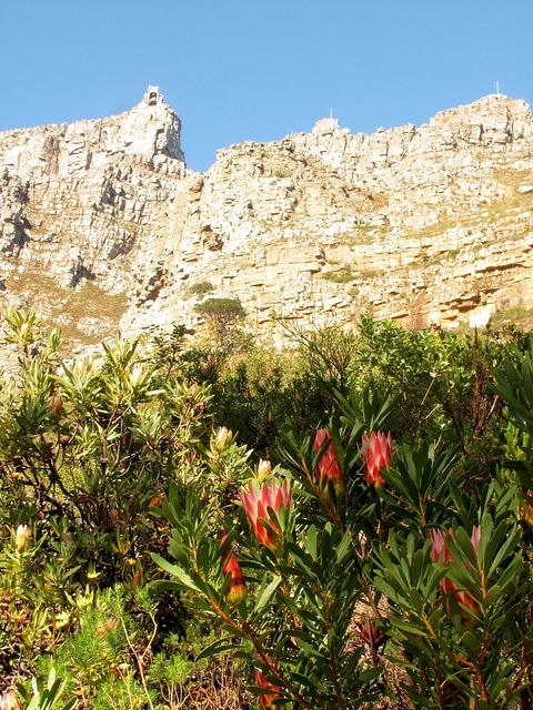 Protea repens
