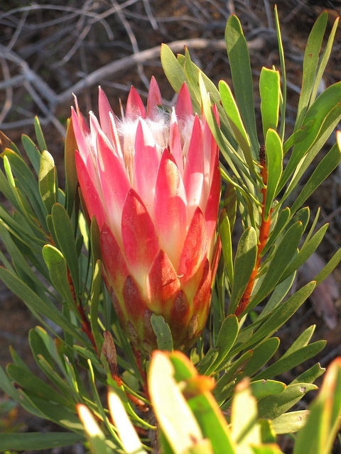 Protea repens
