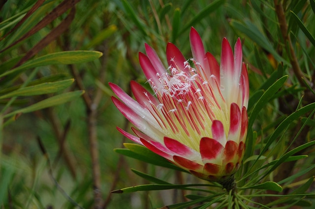 Protea repens