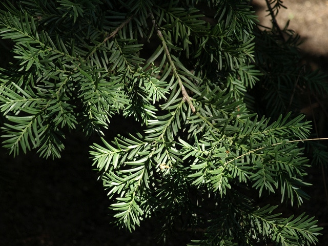 Podocarpus andinus