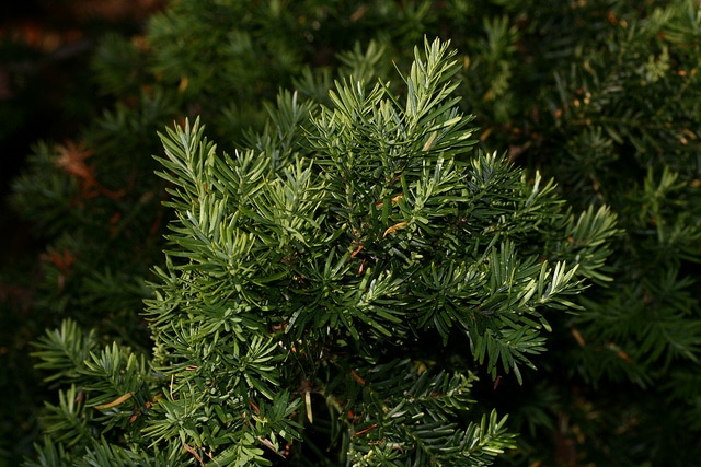 Podocarpus andinus (Prumnopitys andina)