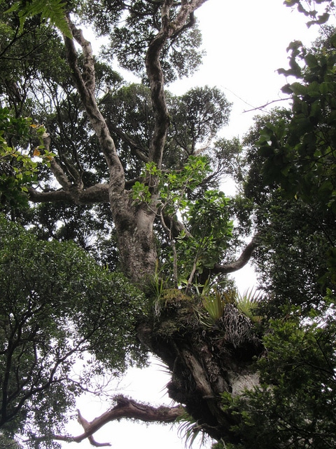 Prumnopitys taxifolia (Prumnopitys taxifolia)