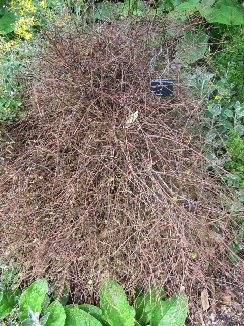 Prumnopitys taxifolia