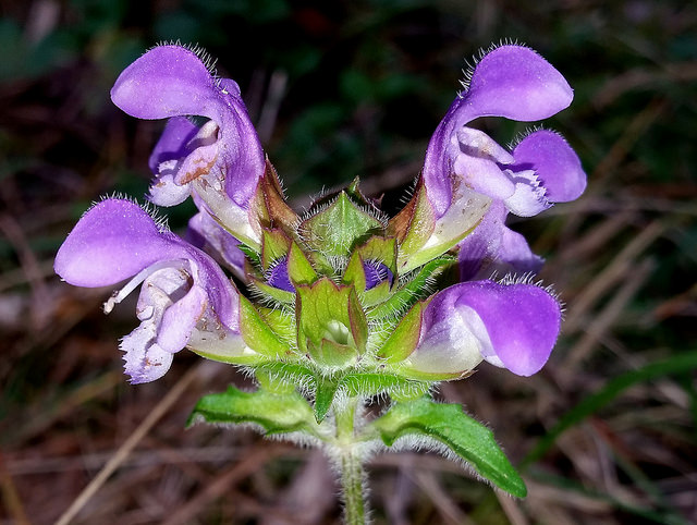 Brunelle à grandes fleurs (Prunella grandiflora)
