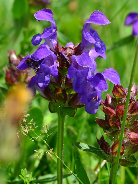 Brunelle à grandes fleurs
