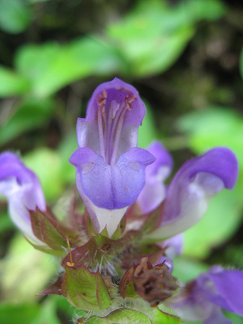 Brunelle à grandes fleurs