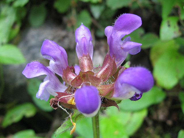 Brunelle à grandes fleurs